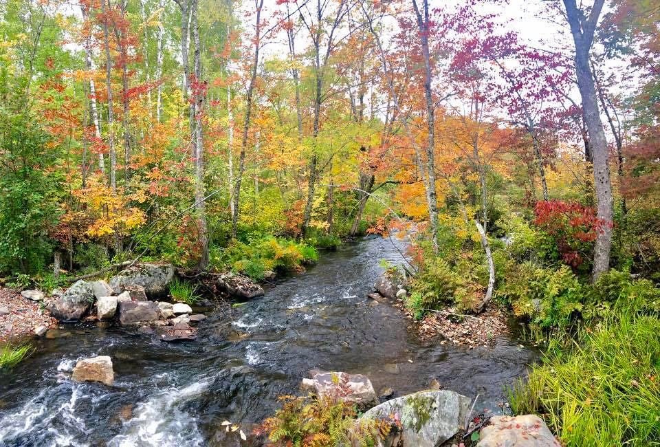 Fall trees in New England