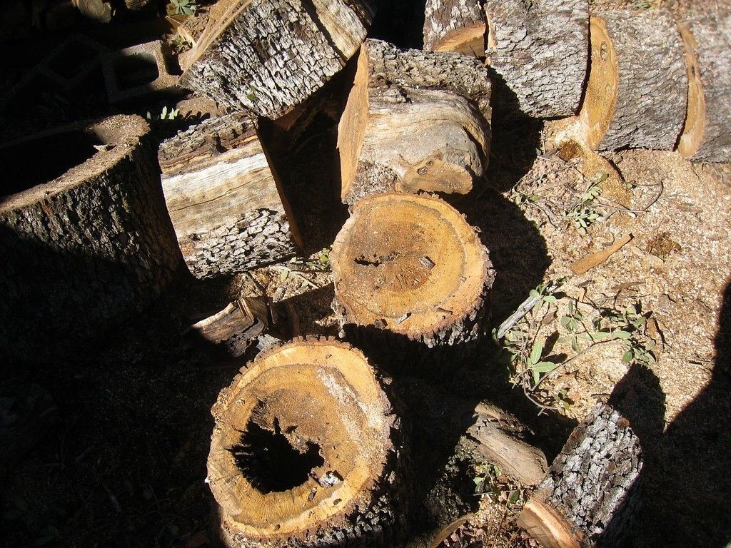 Cut logs from a removed tree