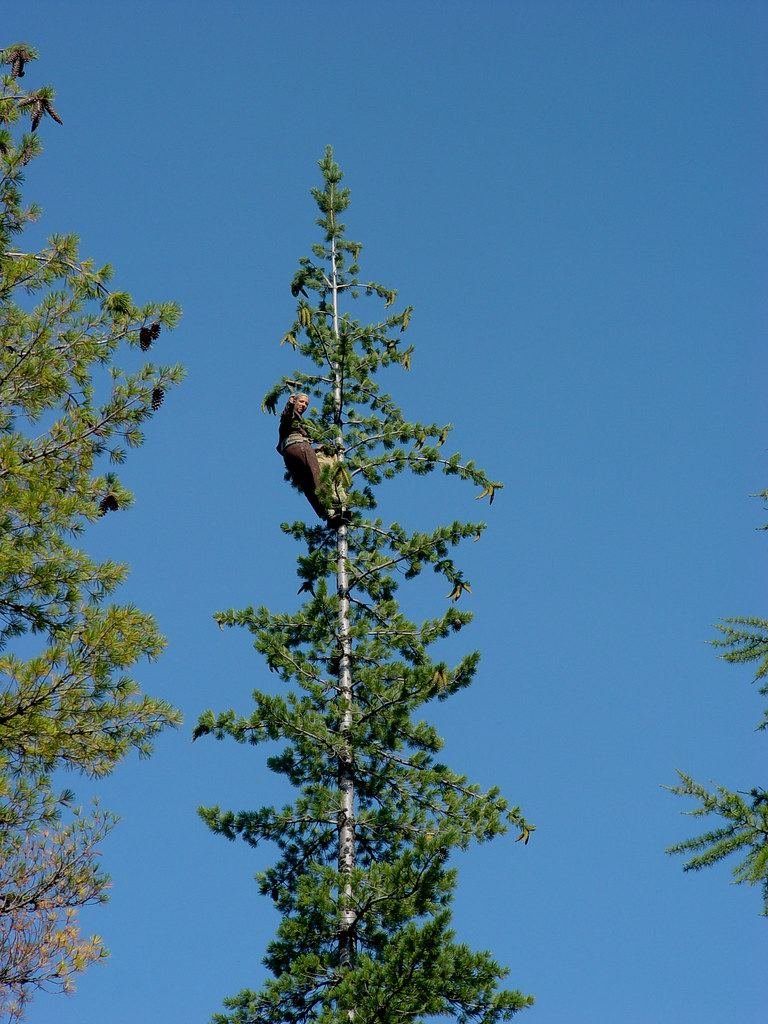 Climber working high in a tall tree